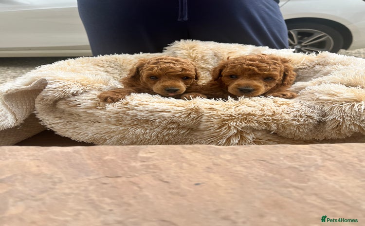 Toy Poodle dogs - Advert 13