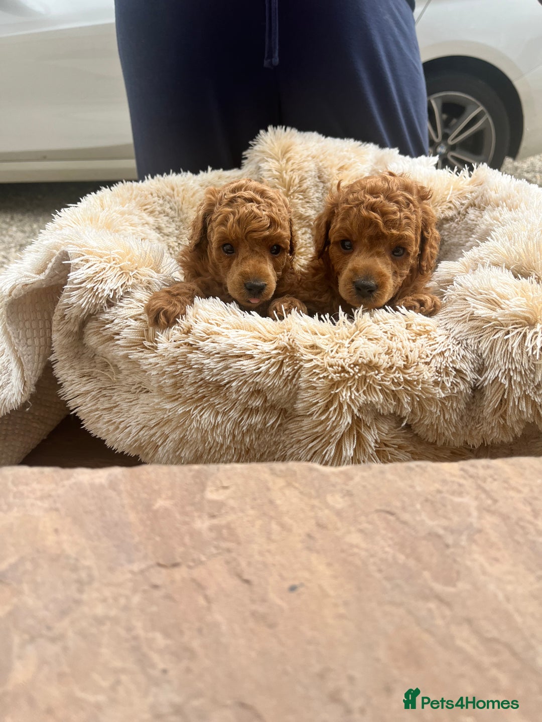Toy Poodle dogs for sale: 🐶❤️ KC Registered Red Toy Poodle Puppies ❤️🐶 - Image 1
