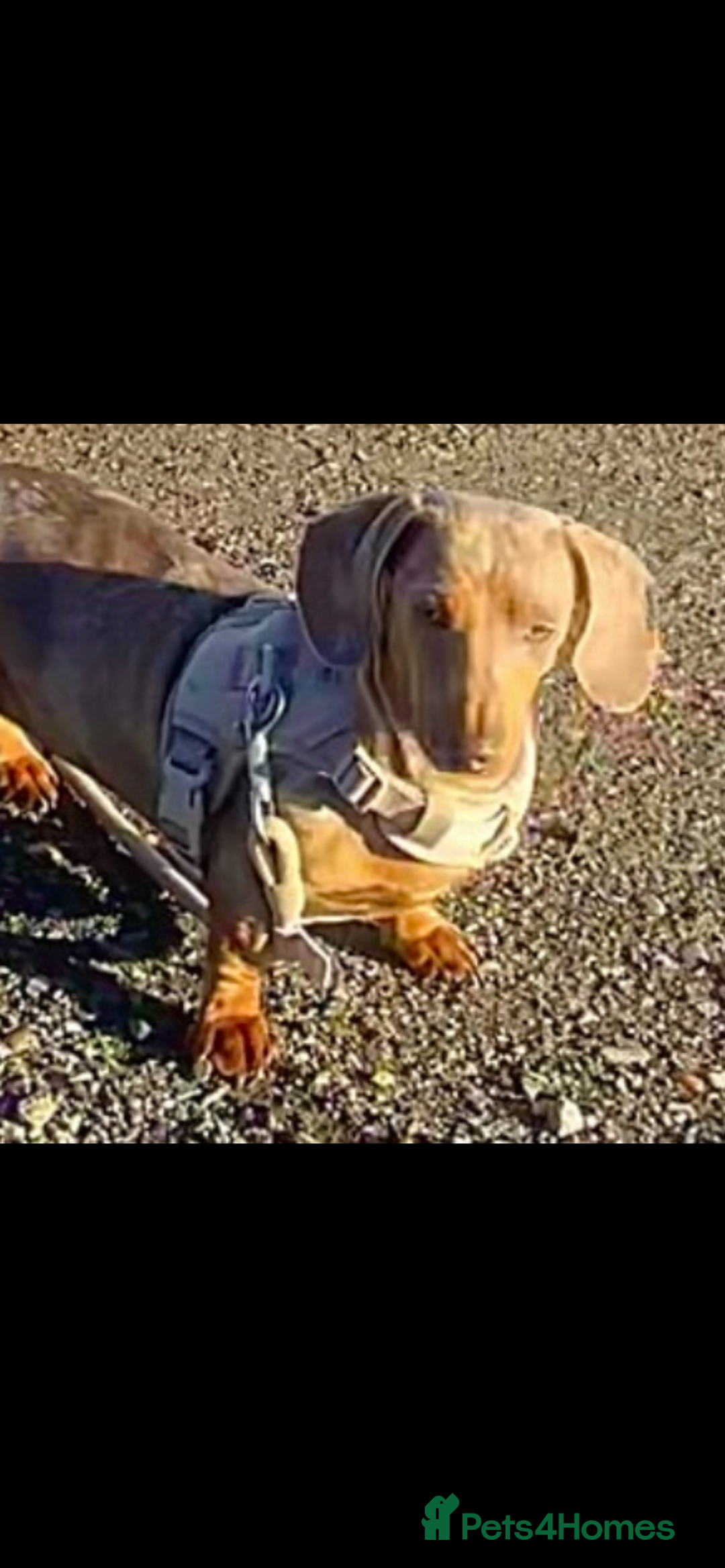 Miniature Dachshund dogs for sale: Miniature dachshund dapple female adult - Advert 4