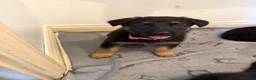 German Shepherd dogs for sale: 8 German Shepard puppies 4 black 4 Black and Tan  - Advert 8