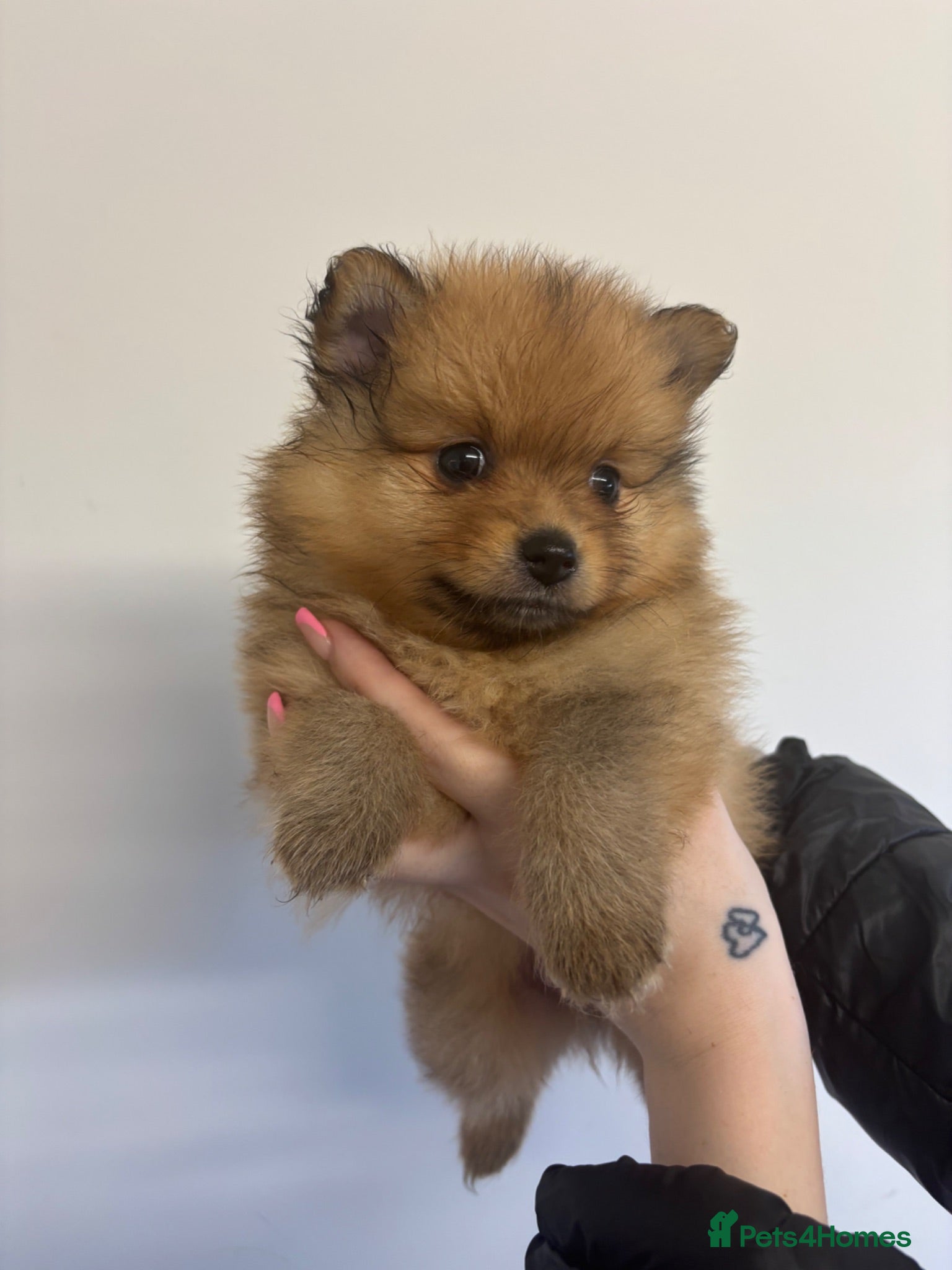 Pomeranian dogs READY FRIDAY Pomeranian Puppies  - Advert 21