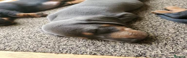 Dachshund 2