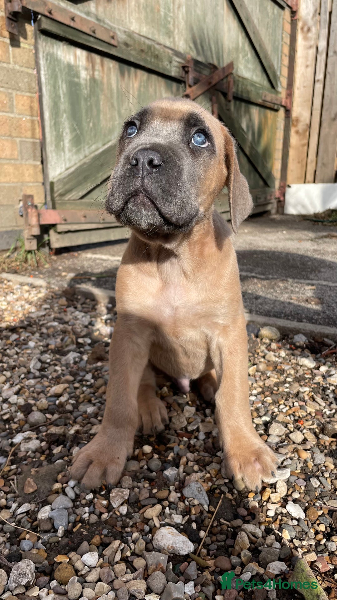 Cane Corso dogs for sale: Cane Corso puppies 9 week old 🫶❤️🫶 - Image 35