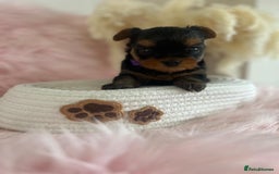 Yorkshire Terrier dogs for sale: 4 boys available  in London - Image 9