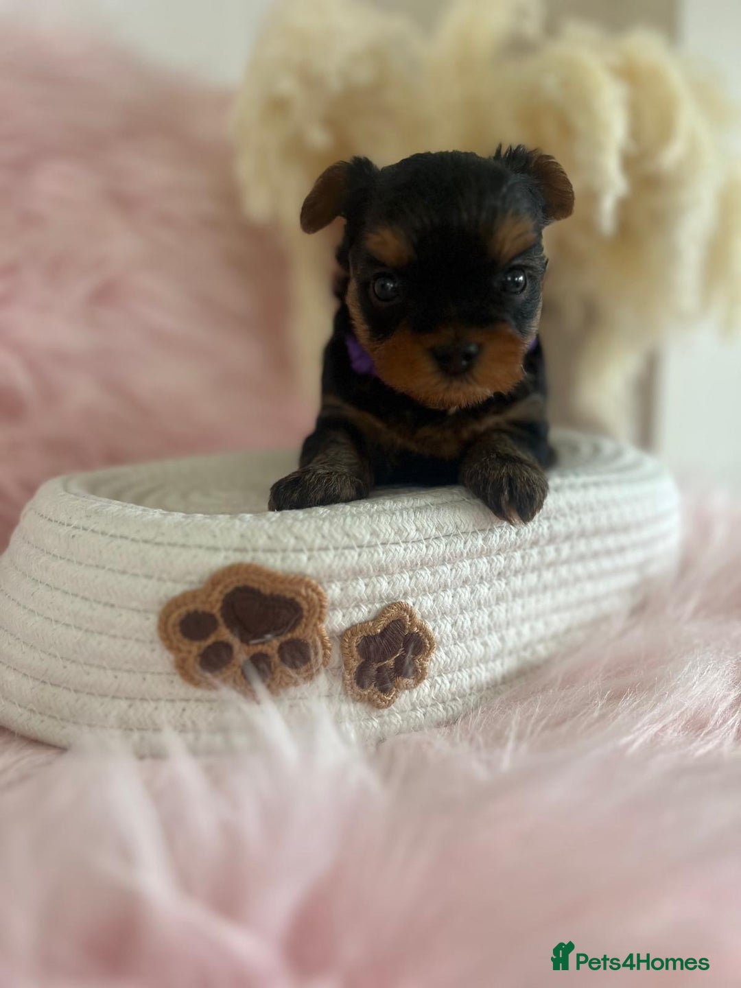 Yorkshire Terrier dogs for sale: 4 boys available  in London - Image 9