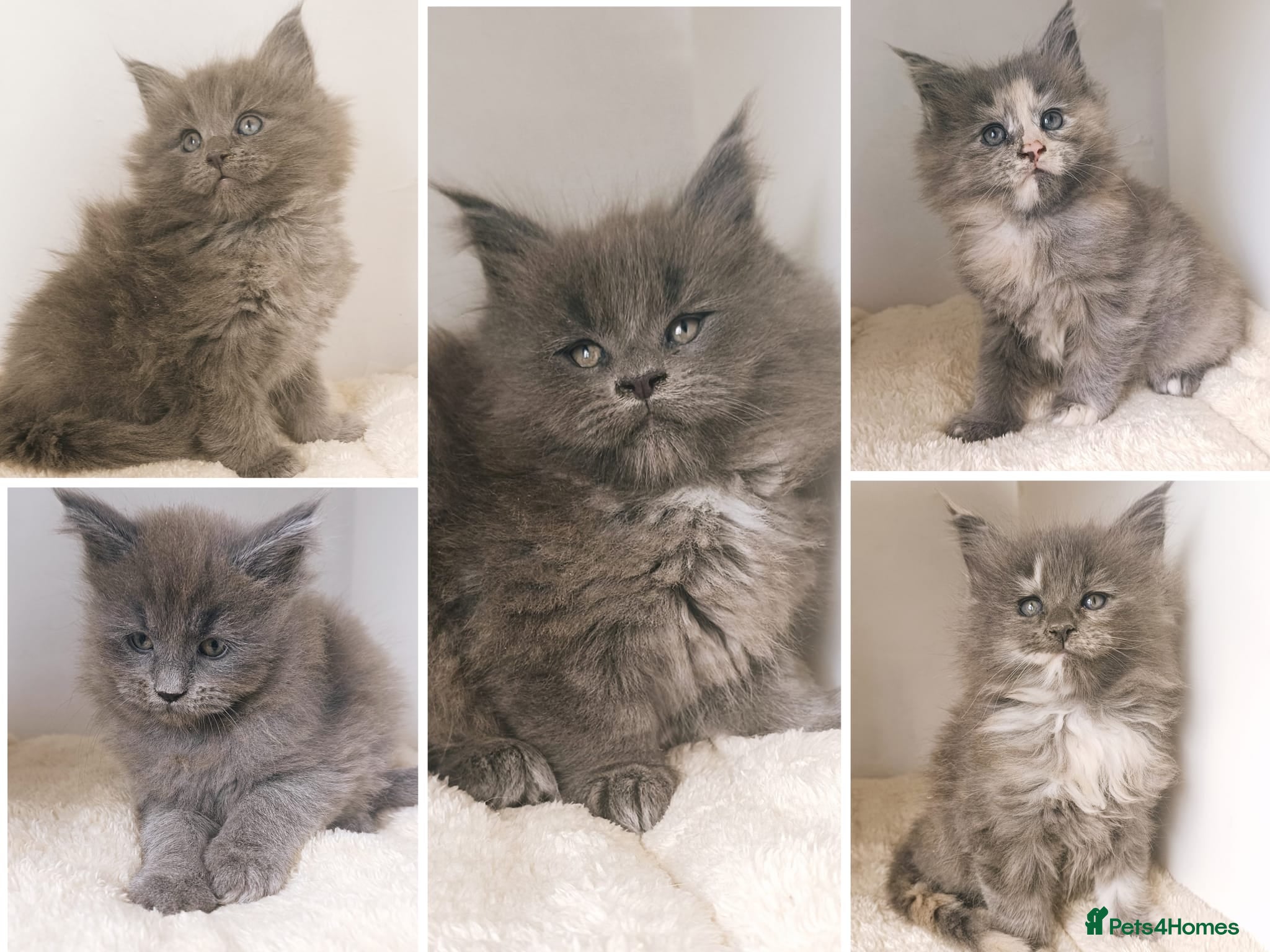 Maine Coon cats XXL Maine coon kittens + DNA health tested - Advert 7