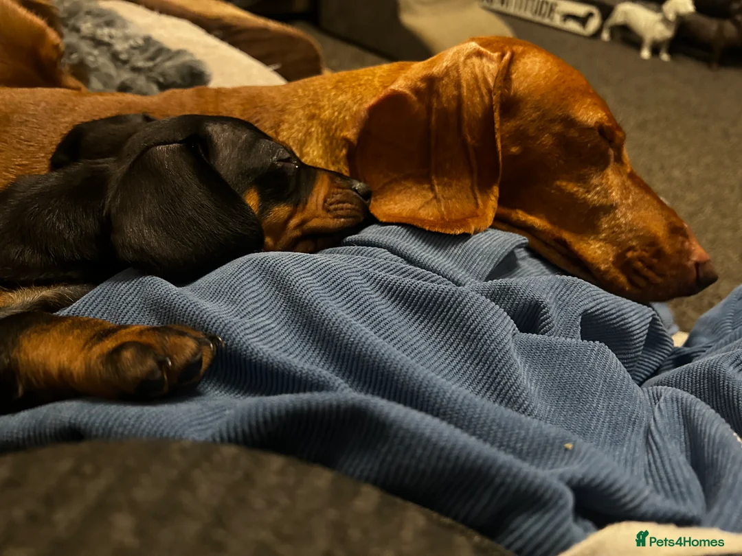 Dachshund dogs for sale: Exceptional champion bred KC reg Standard male  - Advert 1