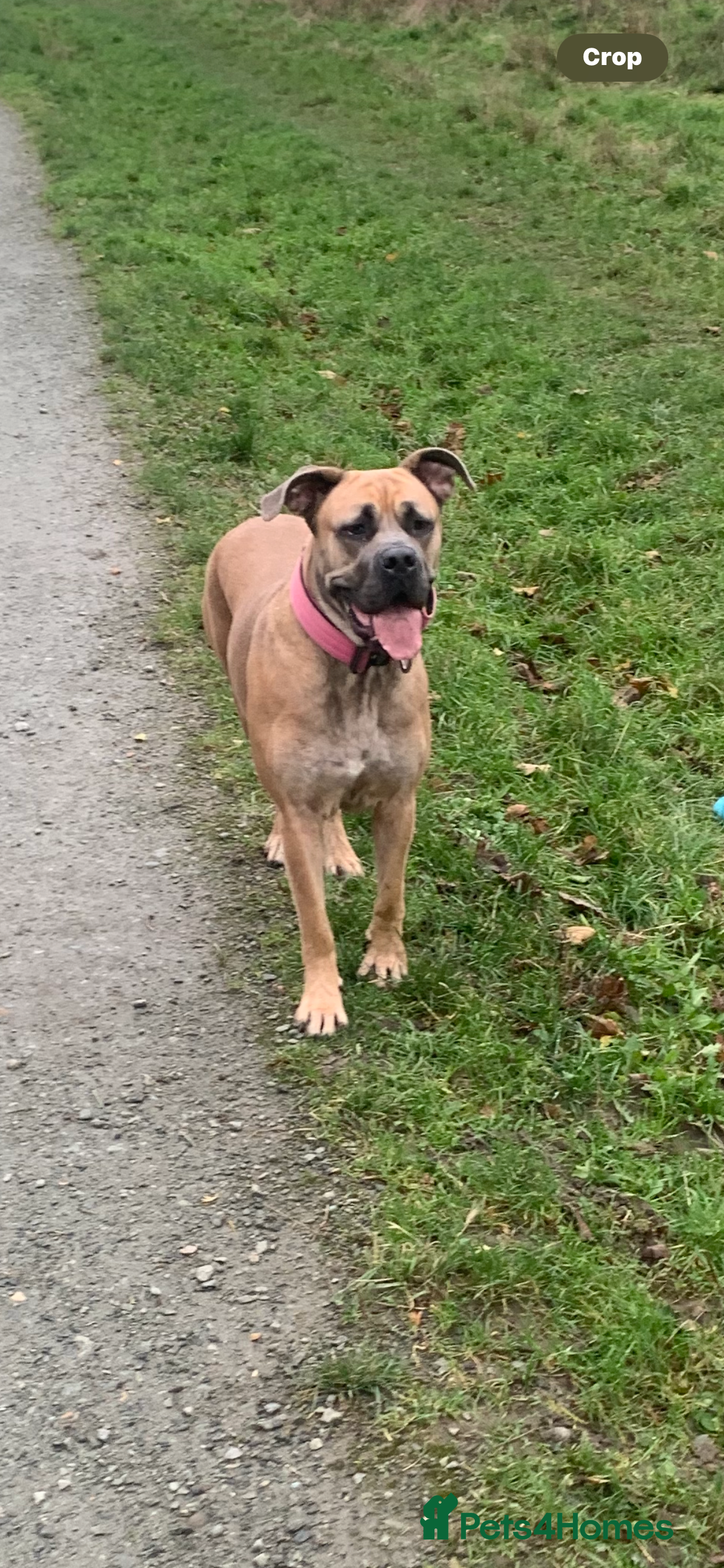 Cane Corso dogs Cane corsos pups - Advert 1