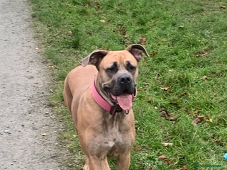 Cane Corso dogs for sale: Cane corsos puppies - Advert 1