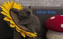 British Shorthair cats for sale: British Blue Shorthair kittens, GCCF pedigree - Image 19