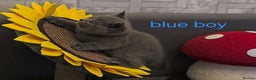 British Shorthair cats for sale: British Blue Shorthair kittens, GCCF pedigree - Advert 19