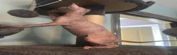 Sphynx cats for sale: Last unique split face girl with elf ears!💛 - Advert 21