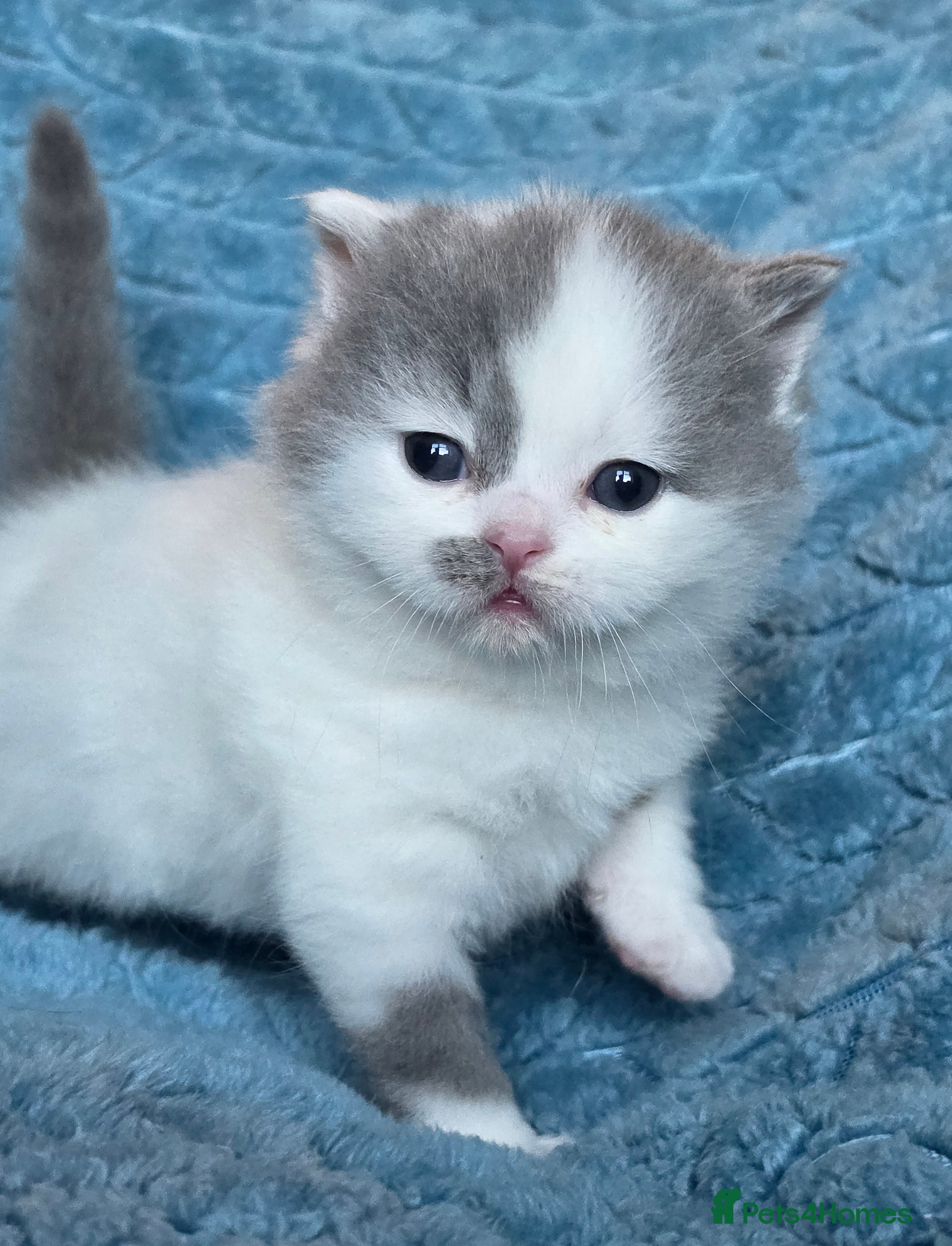 British Shorthair cats BSH and BLH TICA registered kittens - Advert 2
