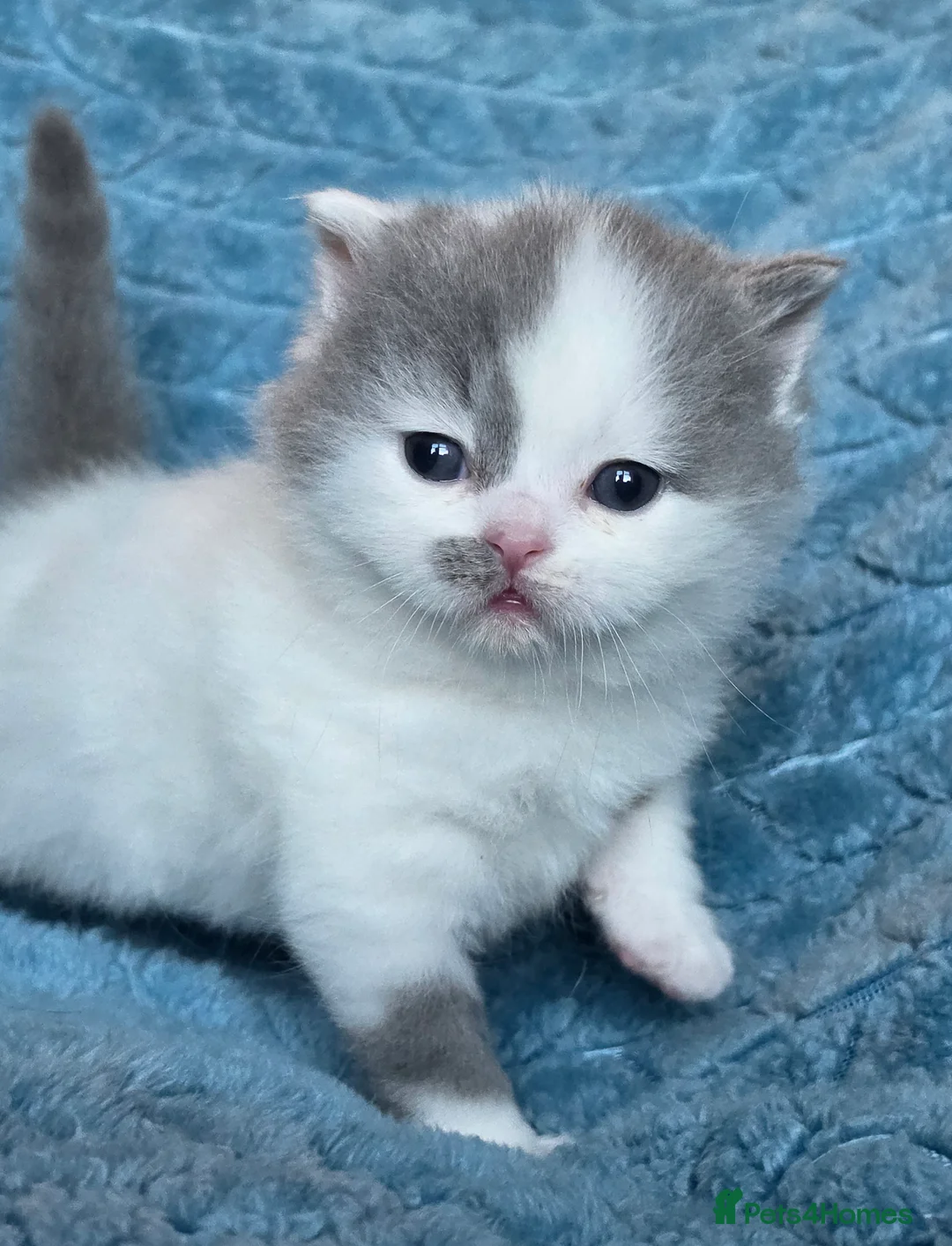 British Shorthair cats for sale: BSH and BLH TICA registered kittens - Advert 1