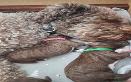 Lagotto Romagnolo dogs for sale: Lagotto Romagnolo, pure breed, KC reg litter - Image 7