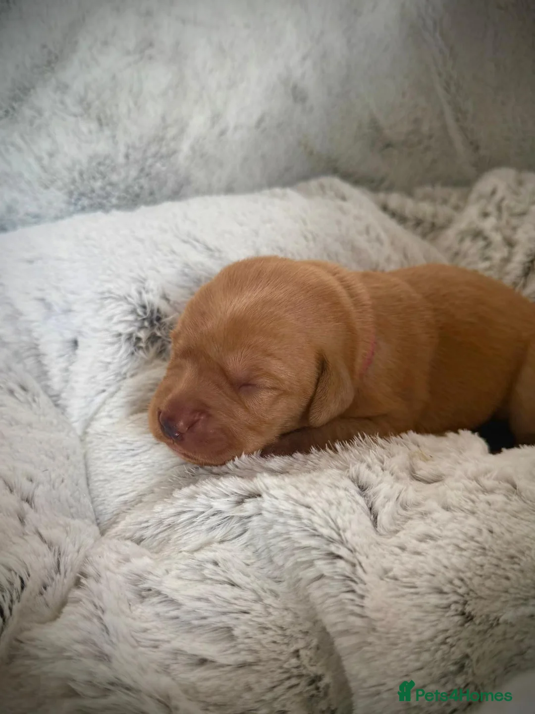 Labrador Retriever dogs for stud: Stunning Fox Red Labrador (Stud) PEDIGREE PROVEN - Advert 22