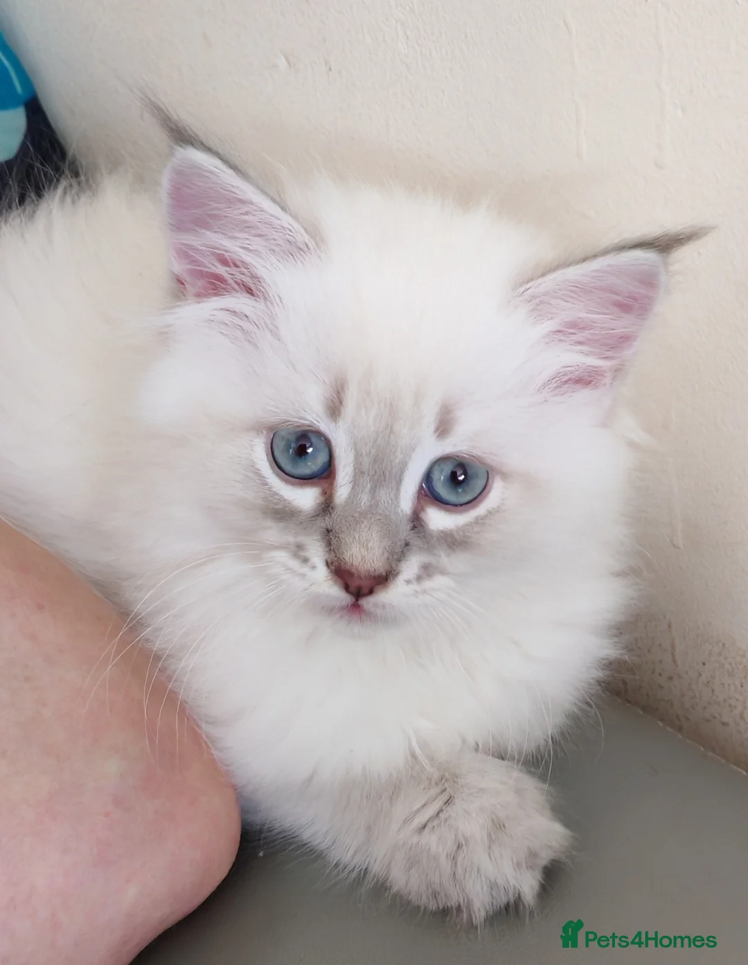 Siberian cats for sale: Sibirian Neva Masquerade kittens  - Advert 2