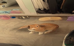 Harlequin rabbits for sale: Male rabbit needing a new home - Image 3