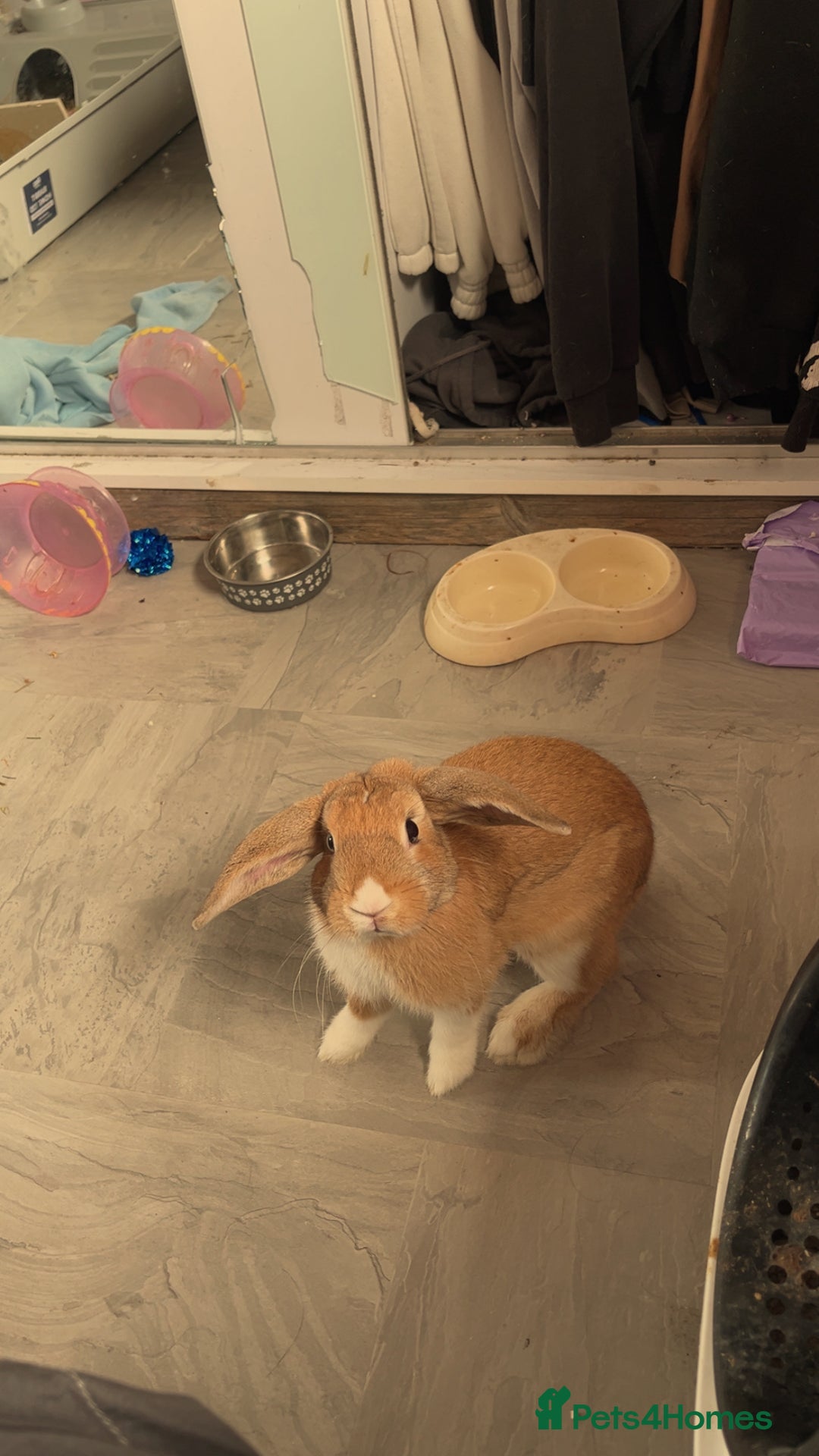 Harlequin rabbits for sale: Male rabbit needing a new home - Image 3
