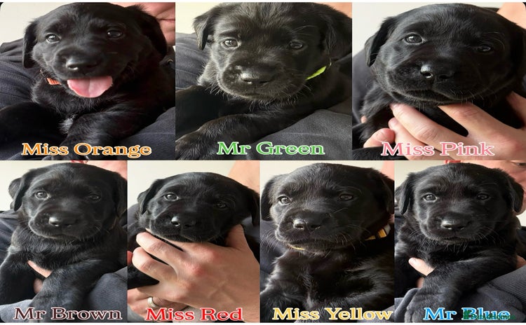 Labrador Retriever dogs - Advert 3