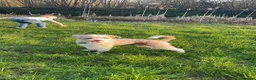 Chinese Crested dogs for sale: Chinese crested Powderpuff boys - Advert 9