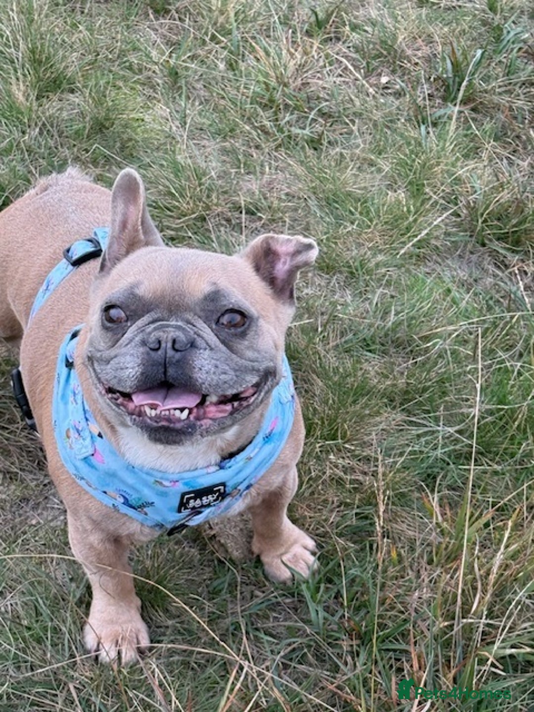 French Bulldog dogs for sale: Lola and Roo - Image 3