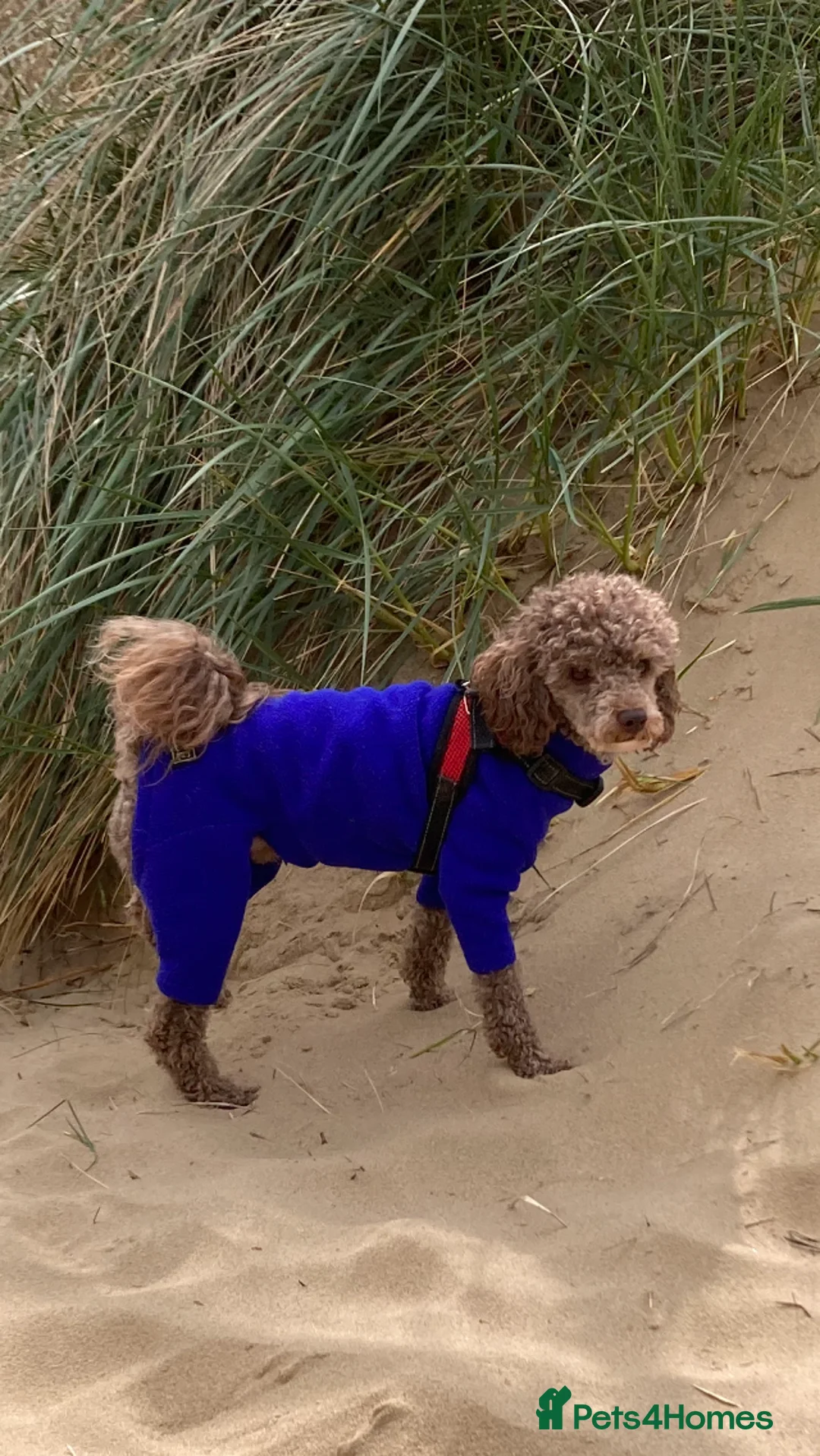 Toy Poodle dogs for stud: Health tested KC chocolate toy poodle stud in Stevenage - Advert 33