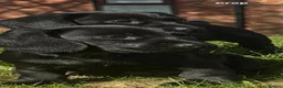 Mixed Breed dogs for sale: Dockers in Lowestoft - Advert 3