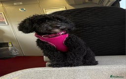 Mixed Breed dogs for sale: Jackapoo x Cockapoo Puppies. - Image 2