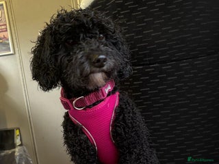 Mixed Breed dogs Jackapoo x Cockapoo Puppy - 1 male available - Advert 9