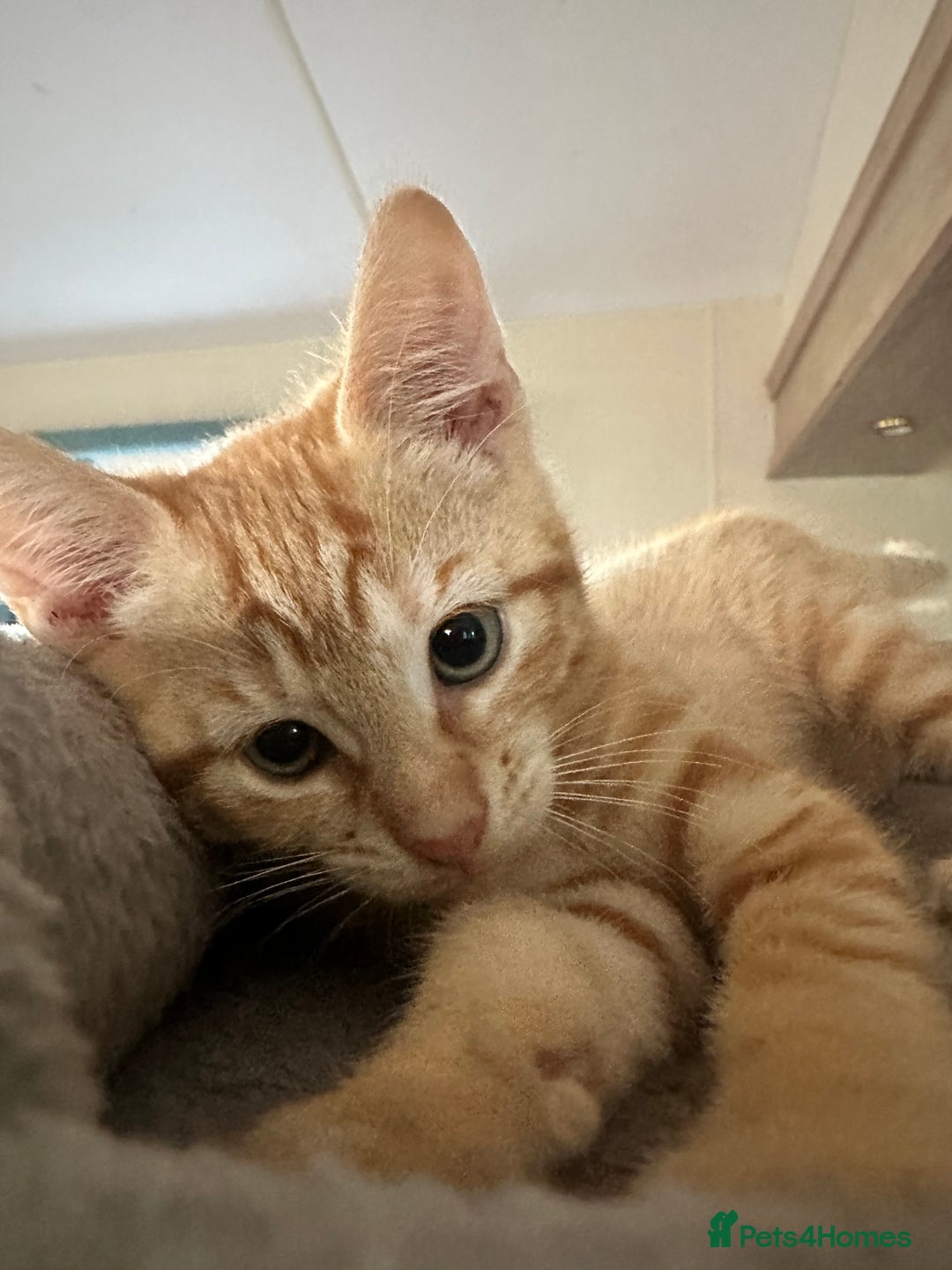 Domestic Shorthair cats for sale: Last 2 gorgeous ginger boys 🫶🏻 - Image 4