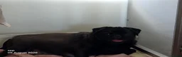 Pug dogs for sale: Kc male pug puppy from health tested parents - Advert 6
