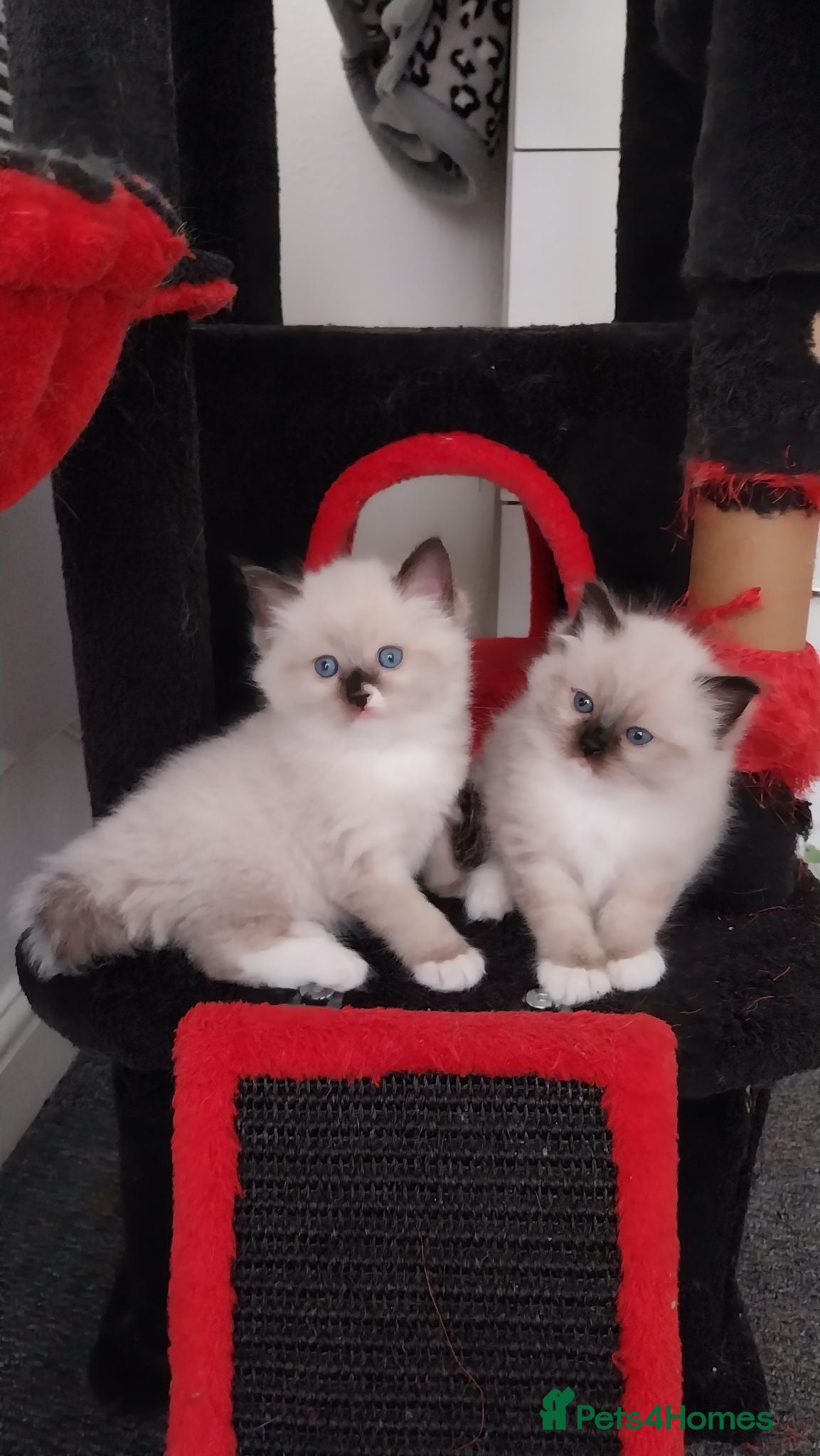 Ragdoll cats Two gorgeous little rag doll girls .😽😺 - Advert 1
