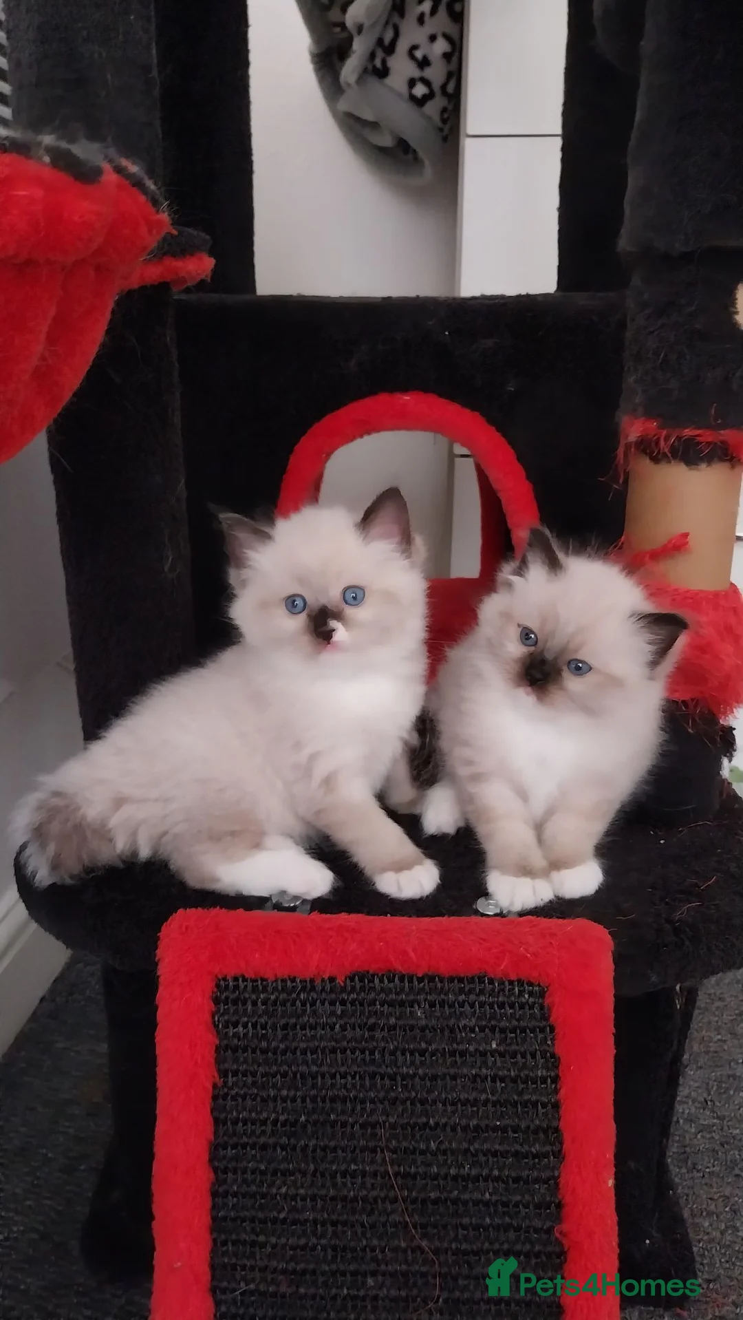 Ragdoll cats for sale: Two gorgeous little rag doll girls .😽😺 - Advert 1