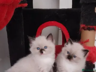 Ragdoll cats Two gorgeous little rag doll girls .😽😺 - Advert 1