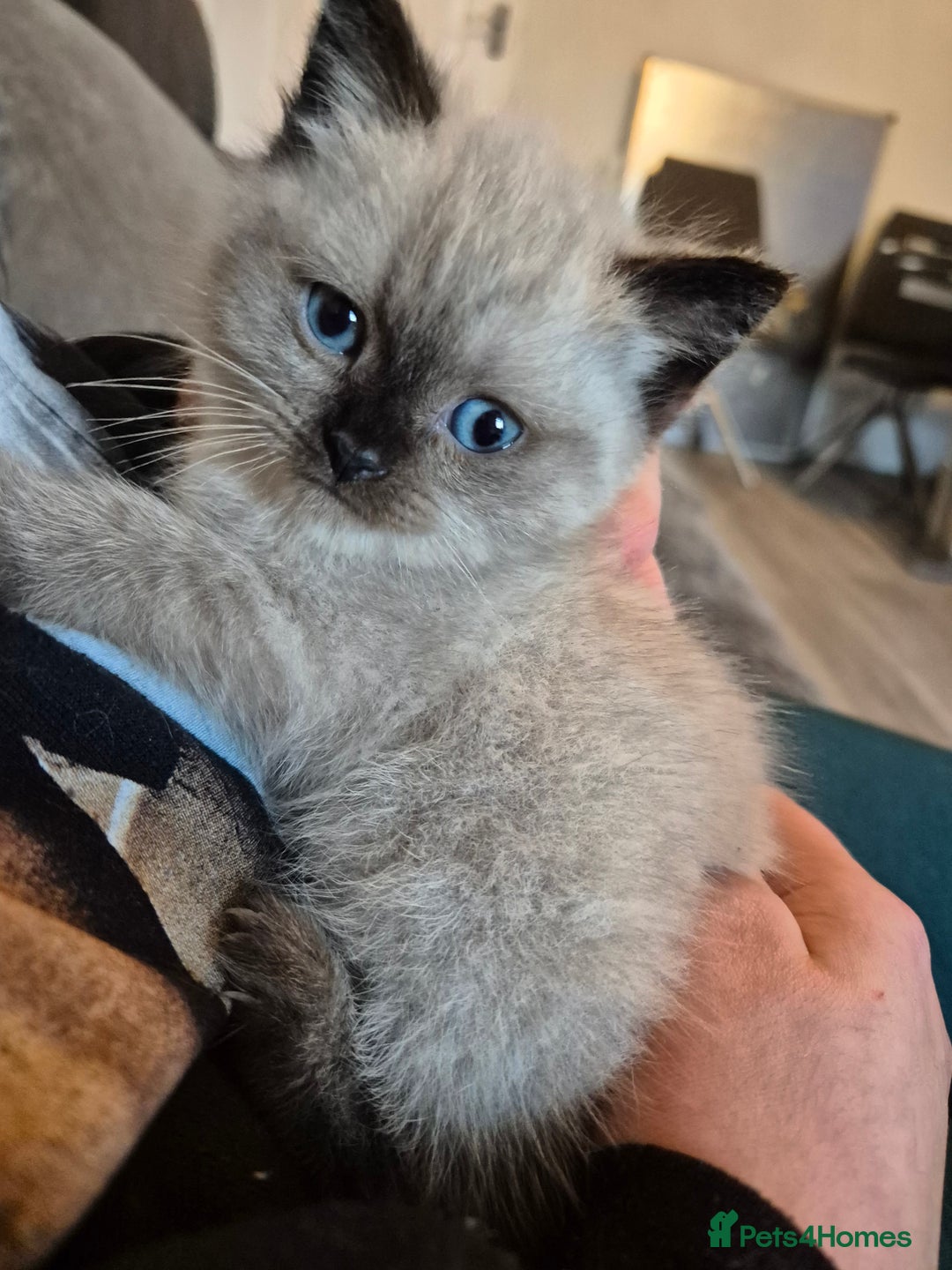 Snowshoe cats for sale: Pedigree Tica reg seal point snowshoe boy  - Advert 21