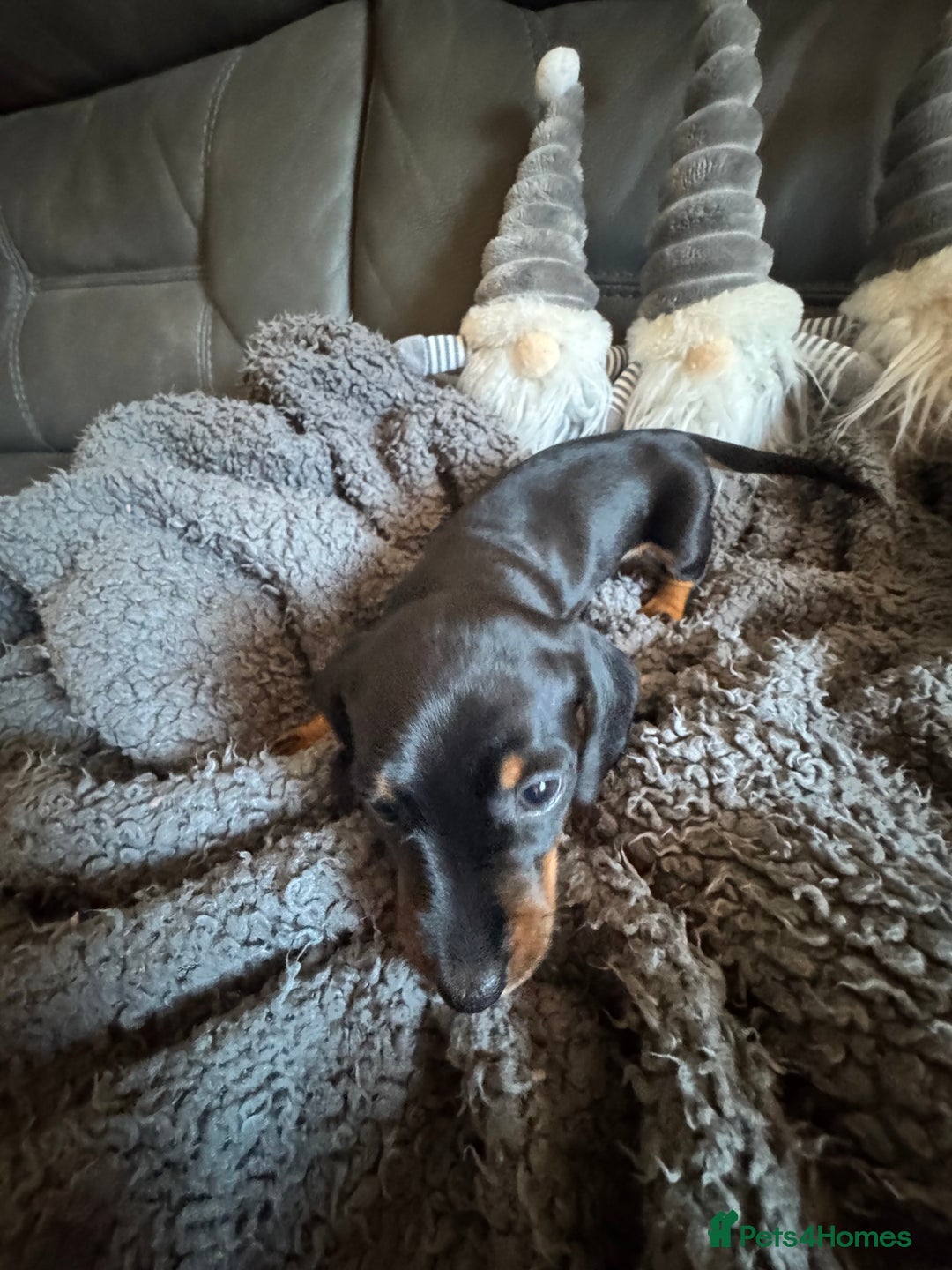 Dachshund dogs for sale: 3 Dachshunds will be ready for  **  - Advert 10