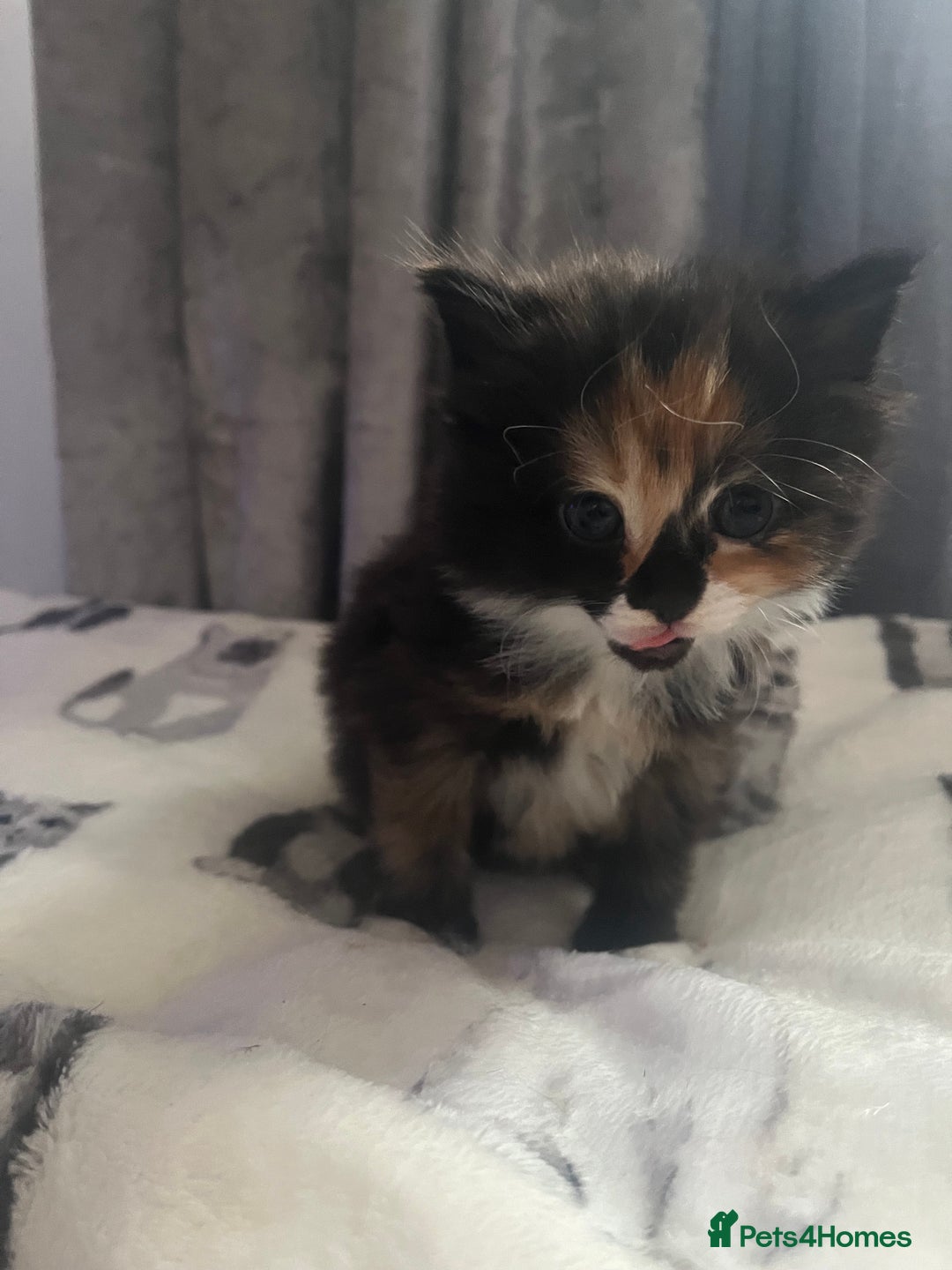 Mixed Breed cats for sale: 2 kittens left from litter of 4 - Advert 8