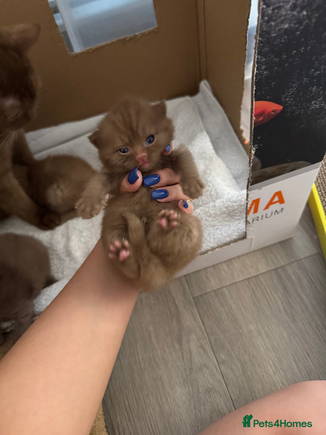 British Shorthair cats for sale: 🤎 British Shorthair Cinnamon Kittens🤎 - Image 8