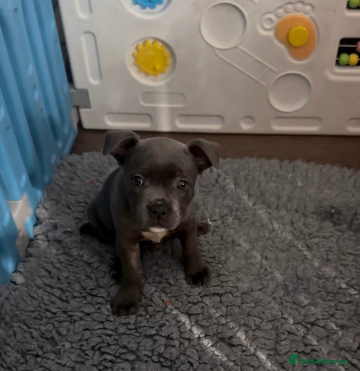 Staffordshire Bull Terrier dogs Gorgeous Blue Staffys **READY TO LEAVE** - Advert 2