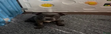 Boy
