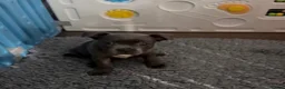 Staffordshire Bull Terrier dogs for sale: Gorgeous Blue Staffys **READY TO LEAVE** - Advert 10