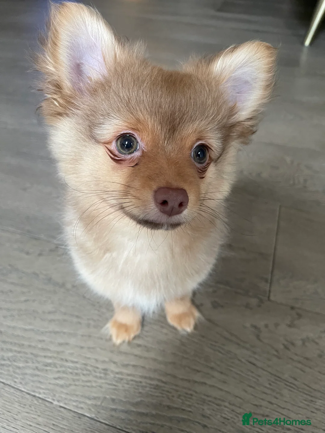 Pomchi dogs for sale: Ready Now☺️3 Pomerinian/Pomchi Puppies❤️ - Advert 15