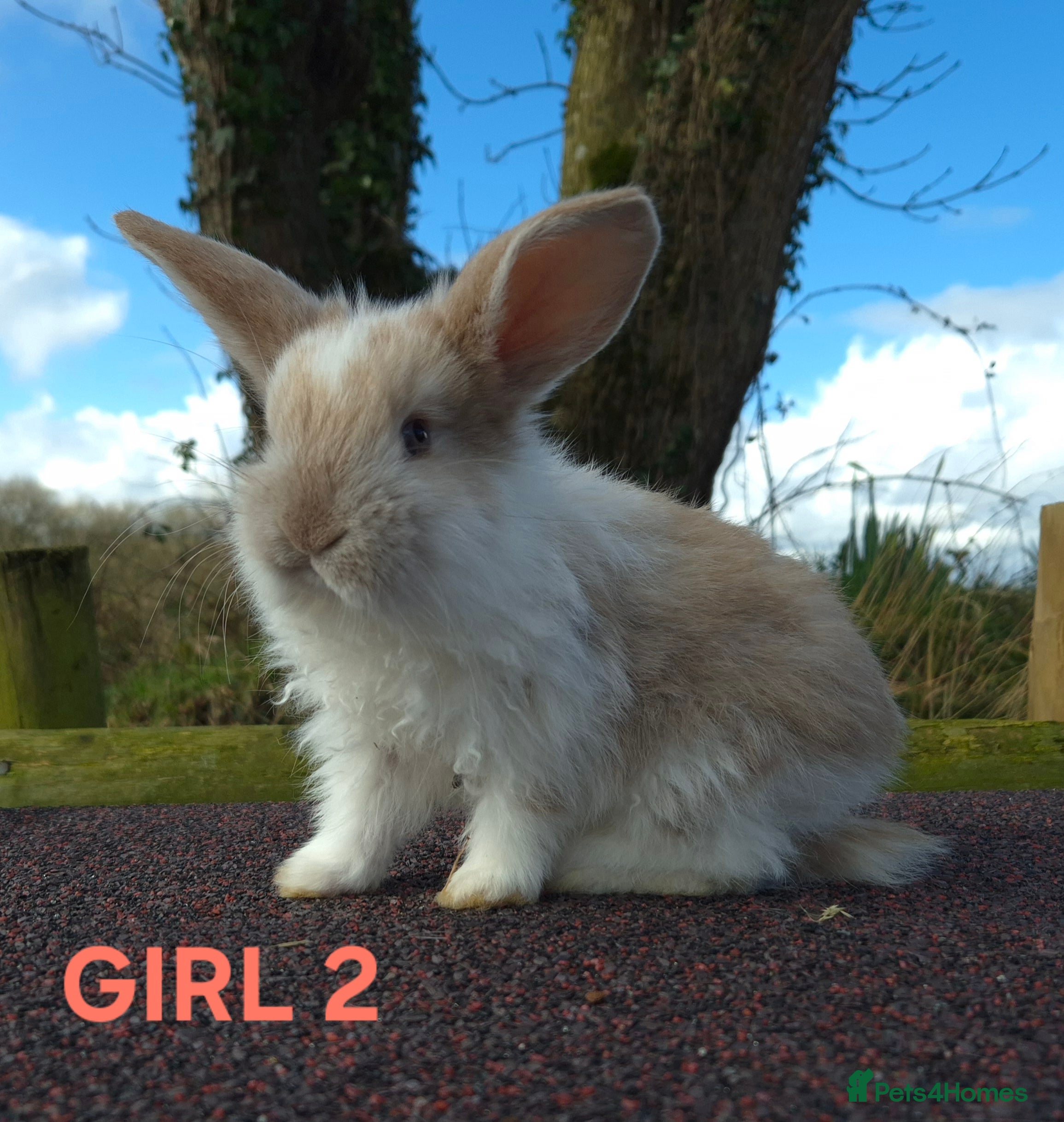 French Lop rabbits Stunning French Lops  - Advert 13