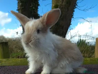 French Lop rabbits Stunning French Lops - Advert 13