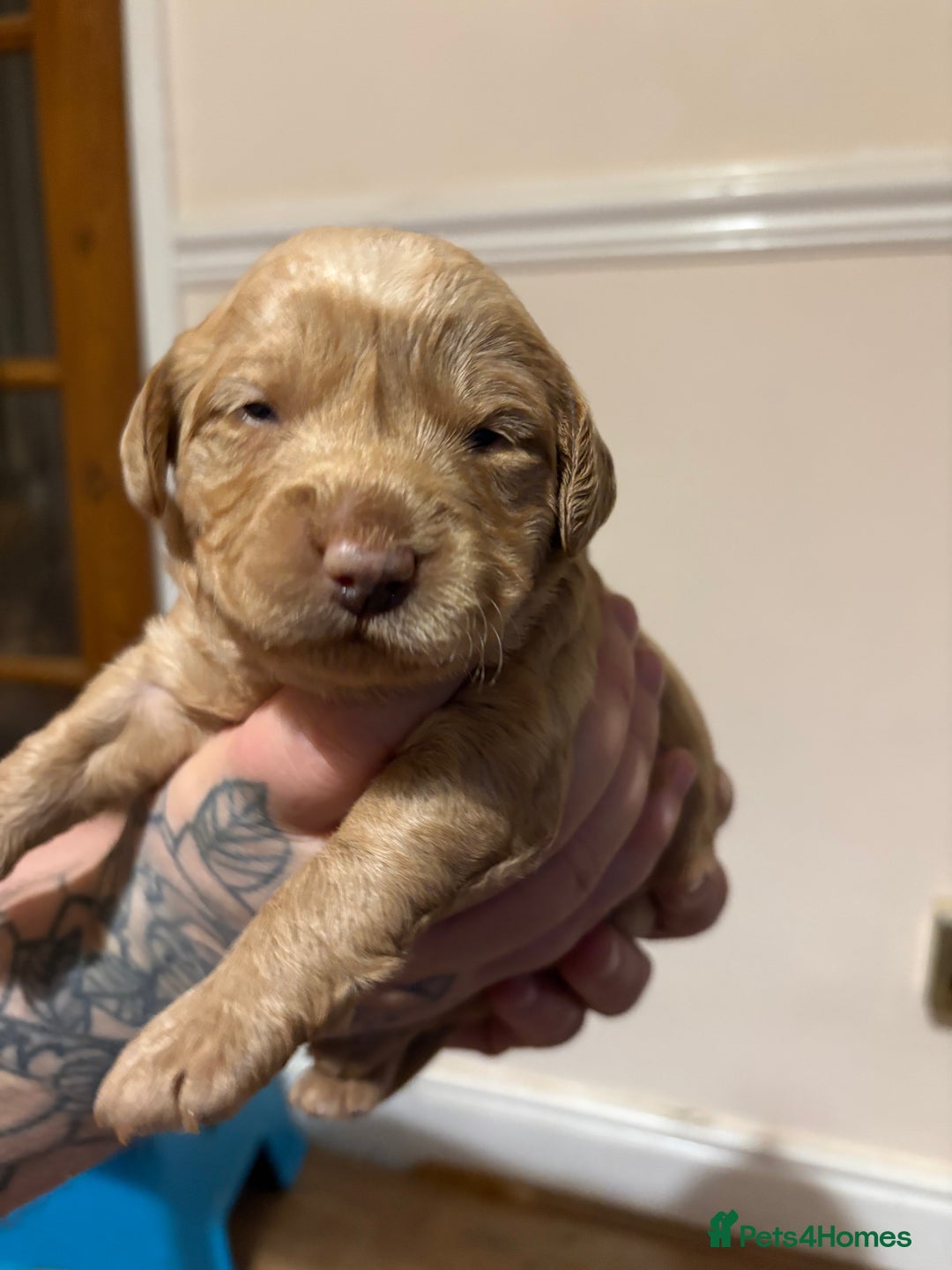 Labradoodle dogs for sale: Beautiful F1 Labradoodles - Advert 11