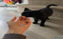 Domestic Shorthair cats for sale: Meet Skraps – Your New Snuggle Buddy! 🖤 - Image 6