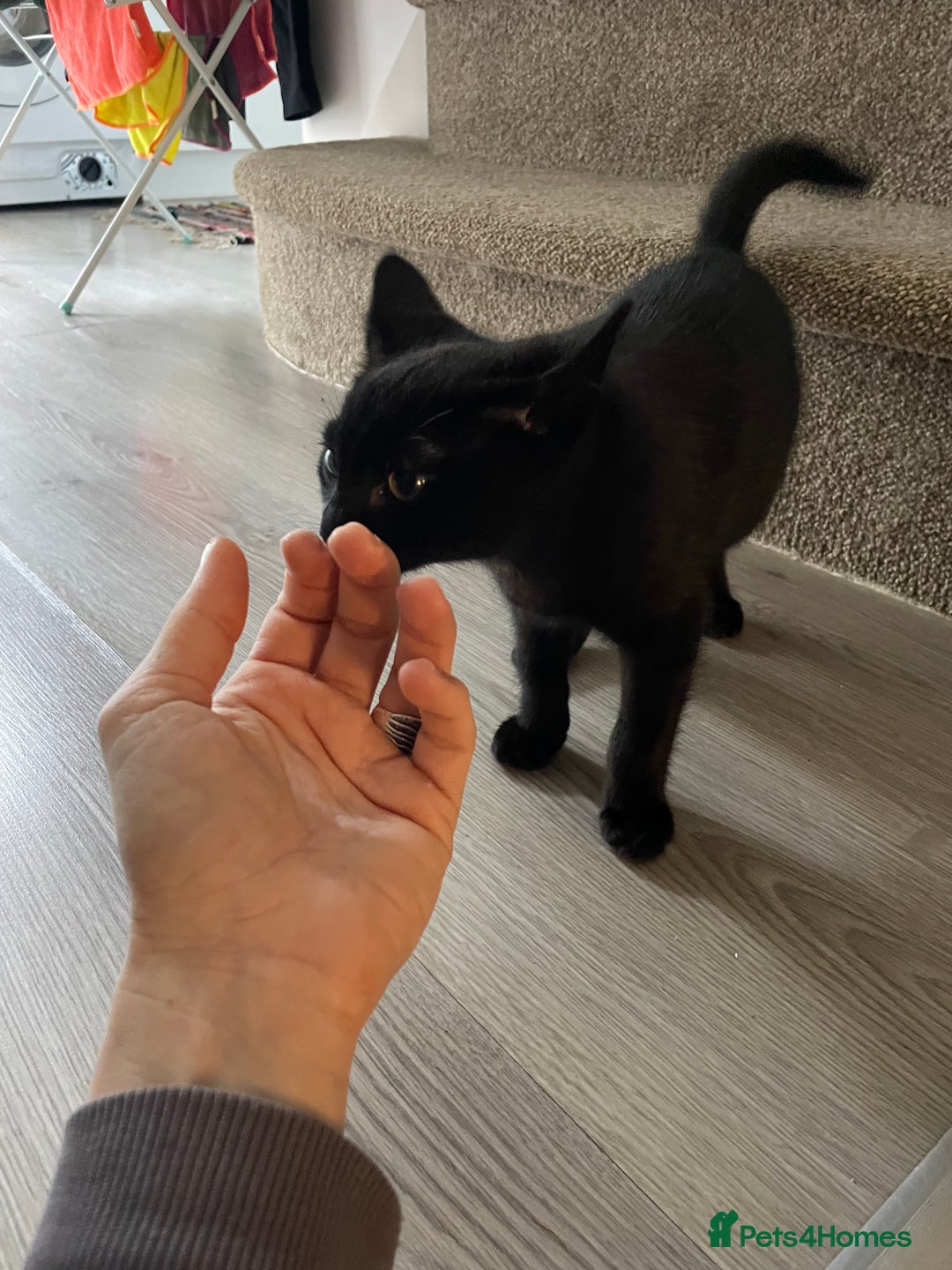 Domestic Shorthair cats for sale: Meet Skraps – Your New Snuggle Buddy! 🖤 - Image 6