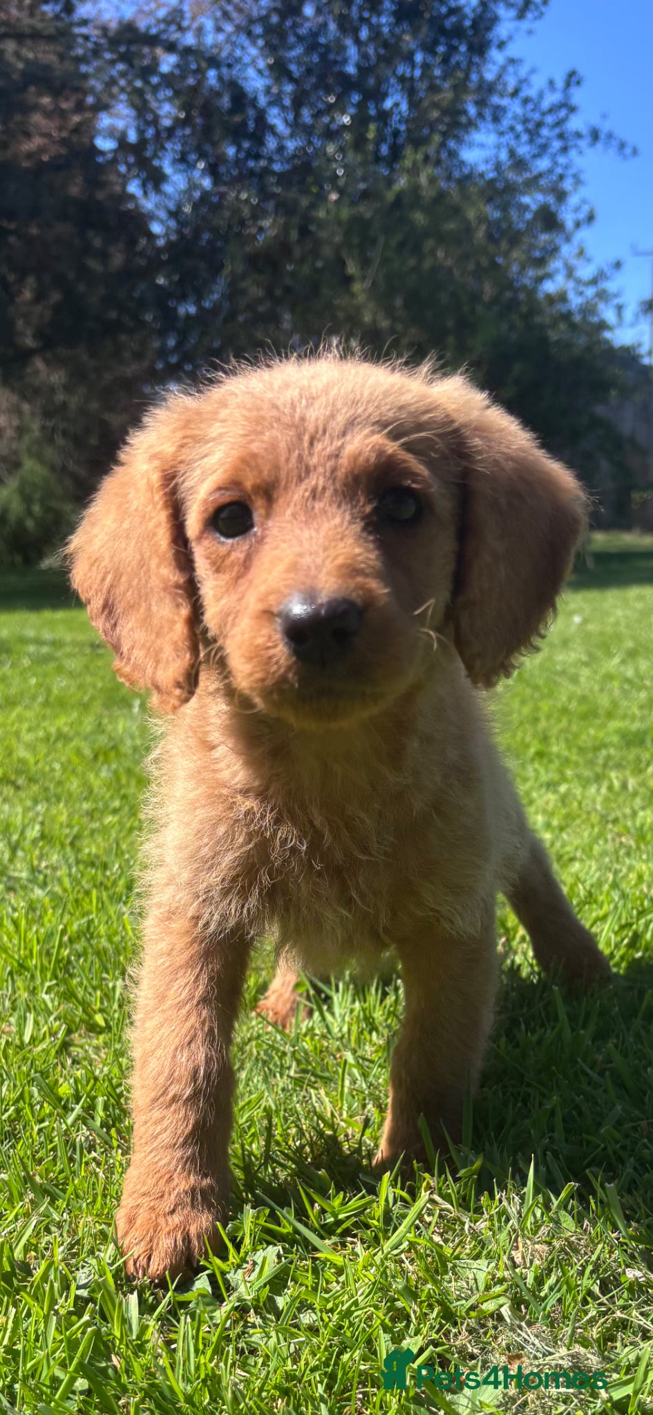 Labradoodle dogs Medium sized F1b Labradoodles  - Advert 1