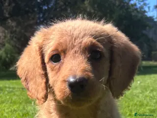 Labradoodle dogs Medium sized F1b Labradoodles - Advert 1